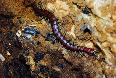 Cormocephalus rubriceps