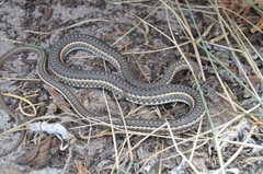 Psammophis leightoni