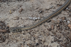Psammophis leightoni