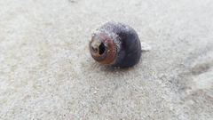 Littorina littorea