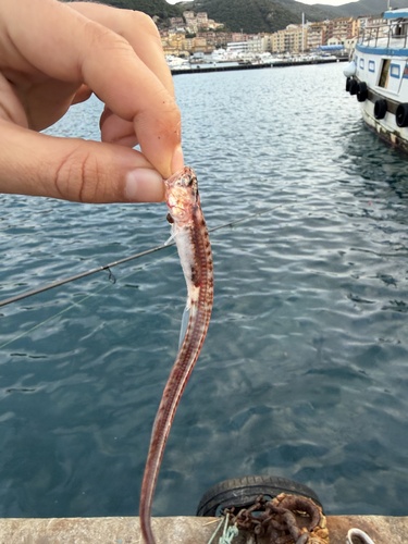 Pearl fish (Carapus acus) — Carapidae — 3