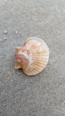 Aequipecten opercularis