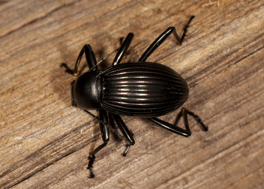 Hegemona lineata