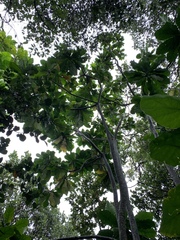 Anthocleista grandiflora