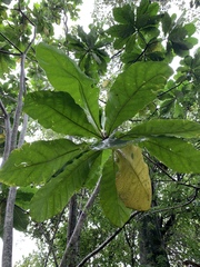 Anthocleista grandiflora