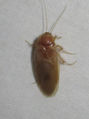 Eremoblatta subdiaphana