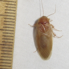 Eremoblatta subdiaphana