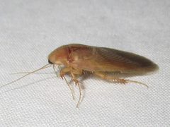 Eremoblatta subdiaphana