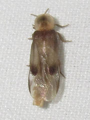 Microphotus octarthrus