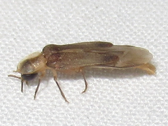 Microphotus octarthrus