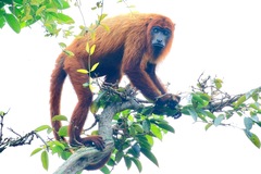 Alouatta macconnelli