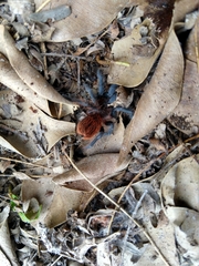 Brachypelma