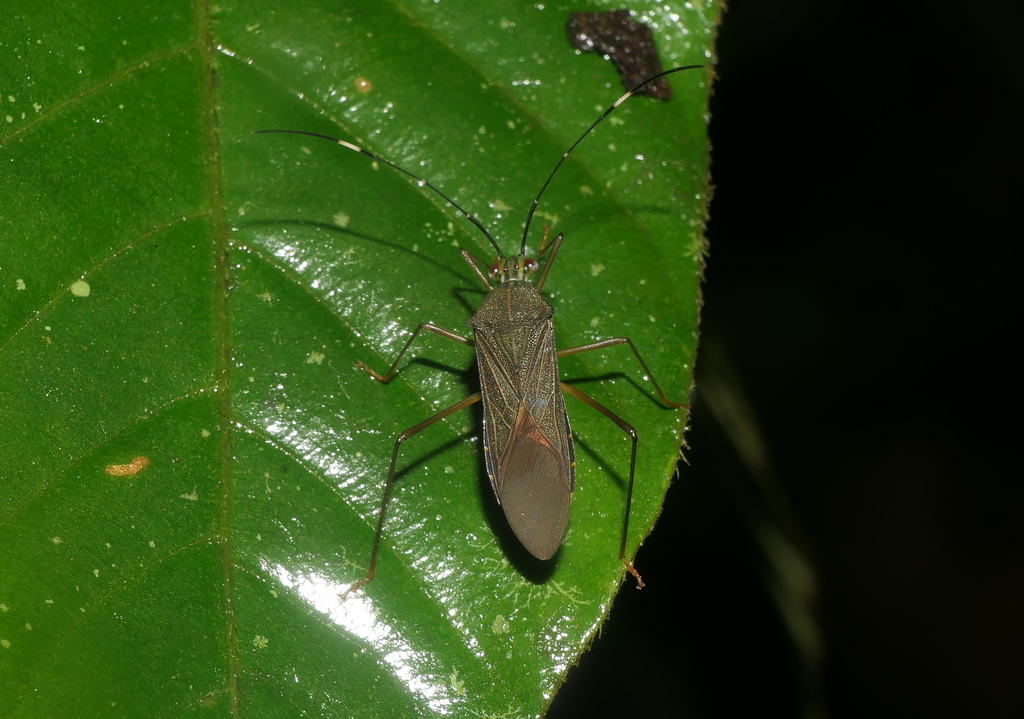 Leptopetalops gracilis