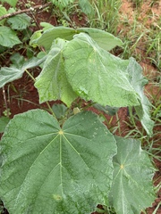 Dombeya pulchra
