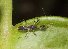 Myodocha intermedia