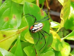 Araneae