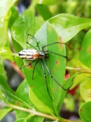 Araneae