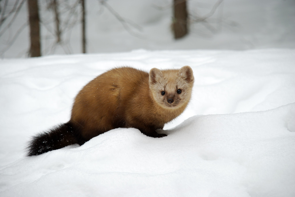 Sable from Ханты-Мансийский р-н, Ханты-Мансийский автономный округ ...