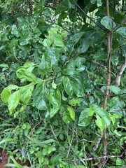 Afrocanthium mundianum
