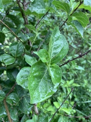 Afrocanthium mundianum