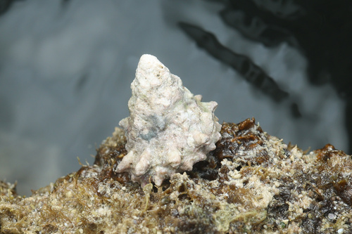 Astralium rhodostoma observed 2025-12-19