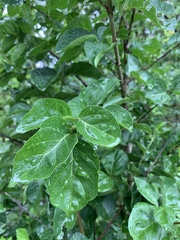 Afrocanthium mundianum