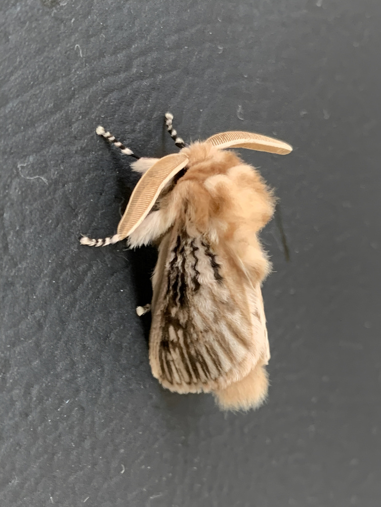 Podalia lanocrispa