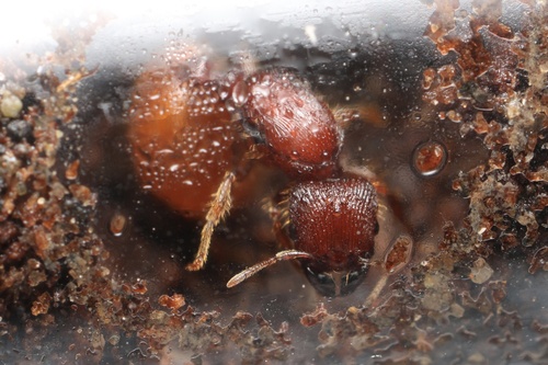 Carebara brevipilosaCarebara brevipilosa