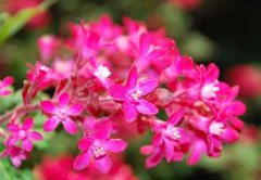 Angiospermae