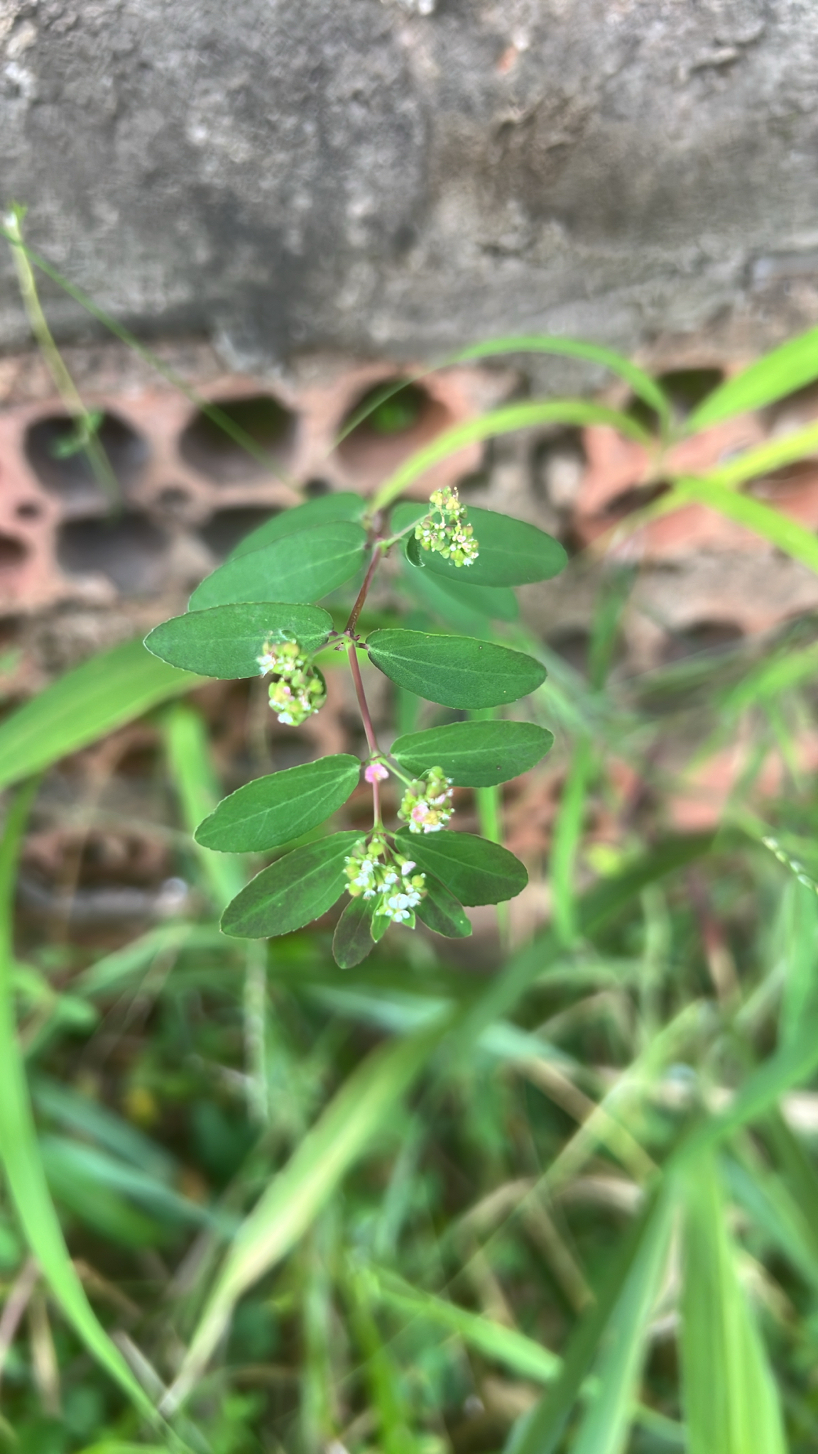 Euphorbia hypericifolia