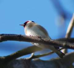 Carduelis carduelis