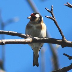 Carduelis carduelis