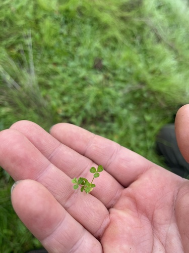 iNaturalist observation photo of clovers
