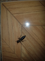 Elaphroptera nigripennis