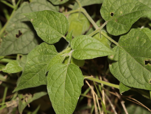 Physalis peruviana observed 2025-12-10