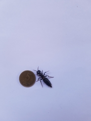 Elaphroptera nigripennis