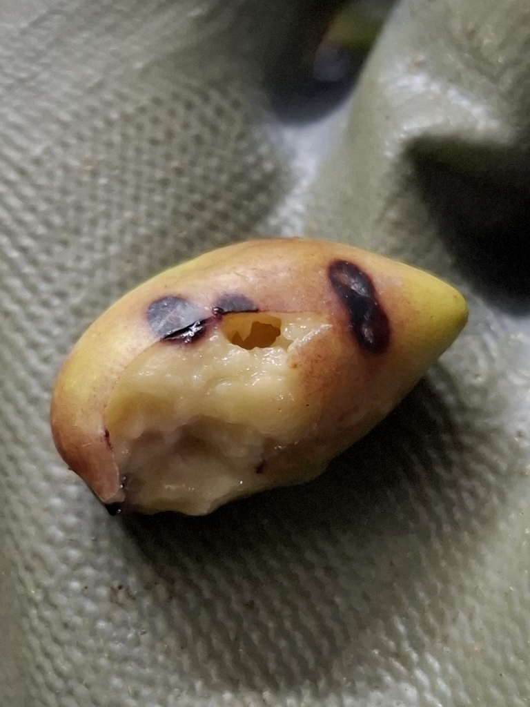 olive parlatoria scale