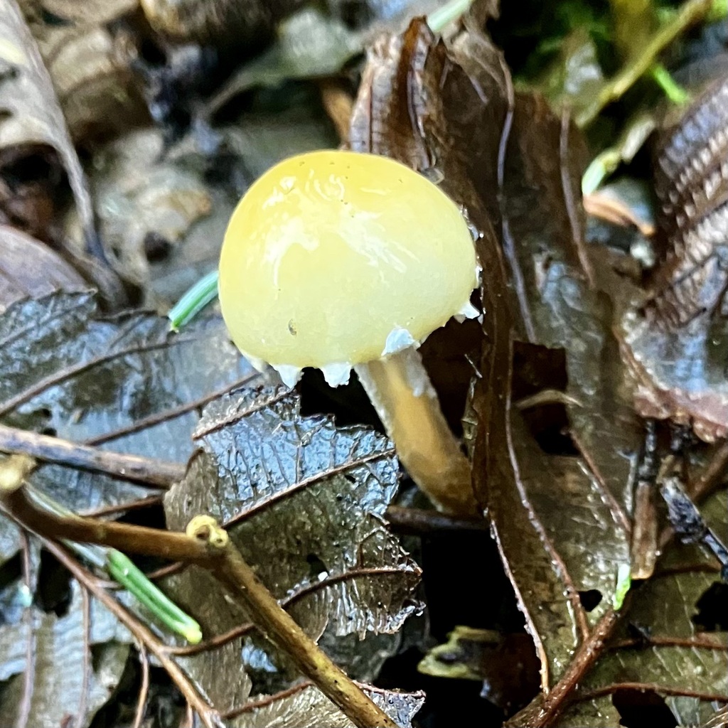 Stropharia ambigua · December 2025 · photo: © giselle9 (iNaturalist, cc0)