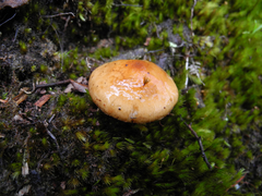 Pholiota peleae