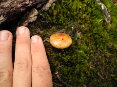 Pholiota peleae