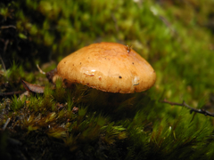 Pholiota peleae