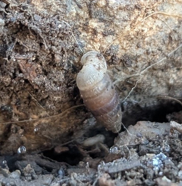Cockerell Holospira