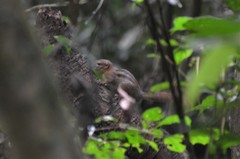 Funisciurus lemniscatus