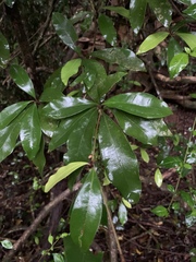 Englerophytum natalense