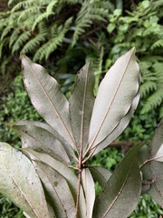 Englerophytum natalense