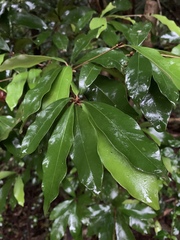 Englerophytum natalense