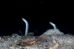 Whitespotted Garden Eel photo 4