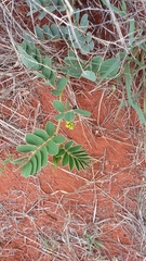 Senna italica arachoides