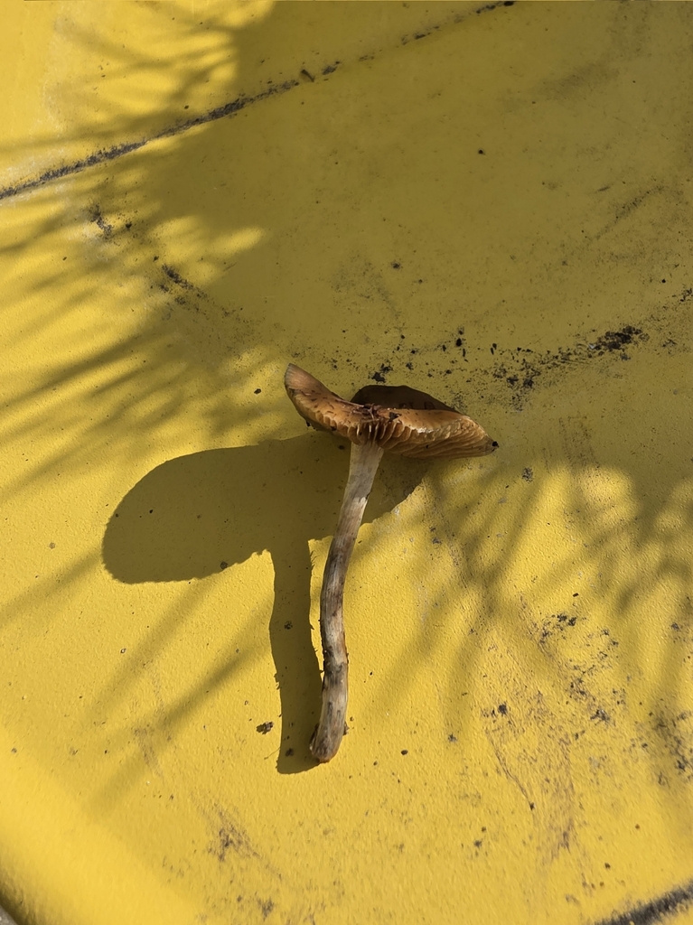 Psilocybe cyanescens · December 2025 · photo: © katherinescott1 (iNaturalist, cc-by)