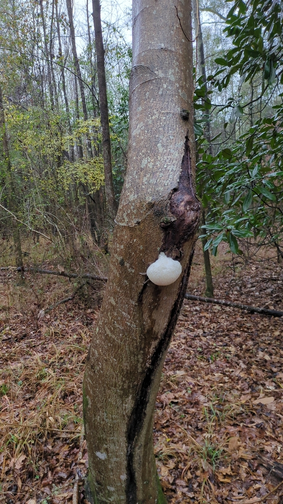 Hericium erinaceus · December 2025 · photo: © dwilkins (iNaturalist, cc-by)